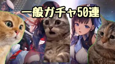 猫ミーム　勝利の女神：NIKKE  一般ガチャを回すぬこ